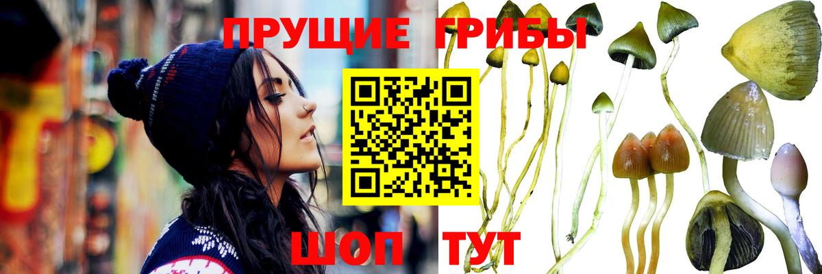 Павловский Посад  Псилоцибиновые грибы ЛСД  Вход с VPN 